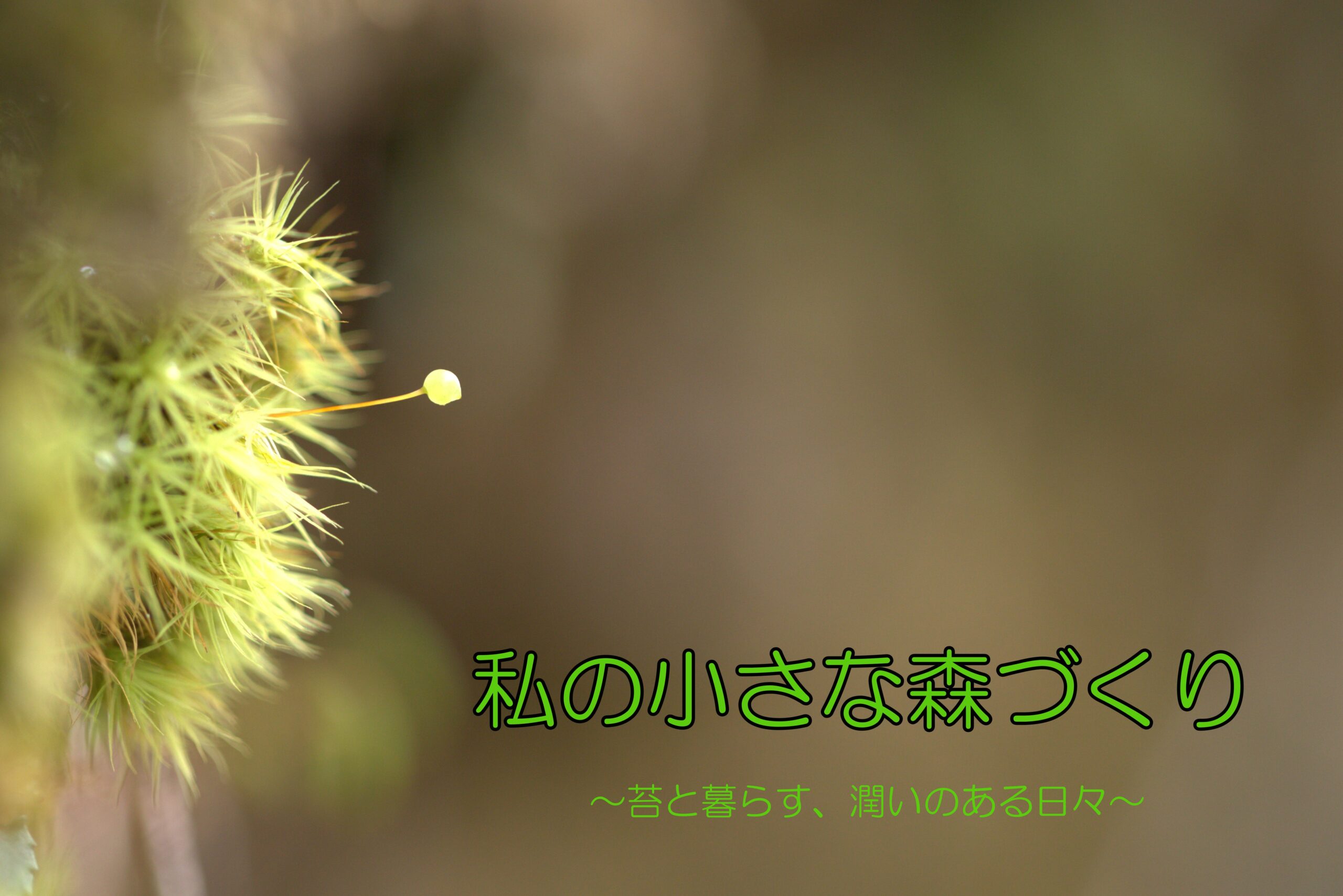 私の小さな森づくり